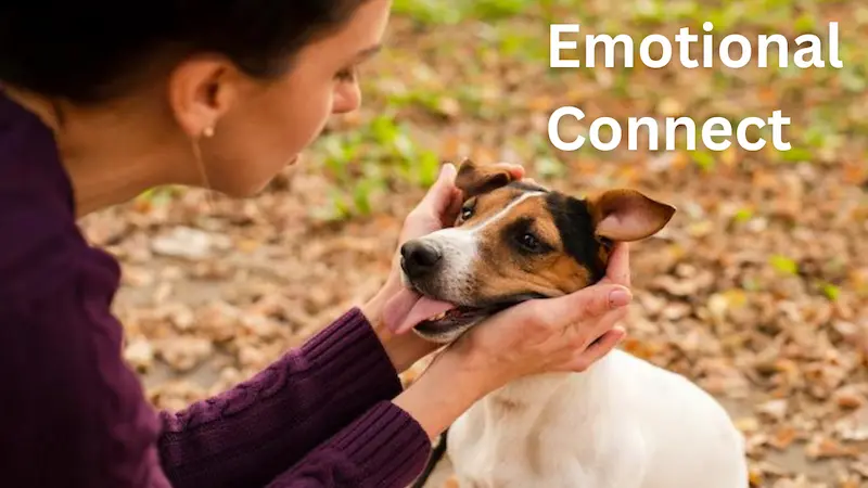 Emotional Connect with the Dog