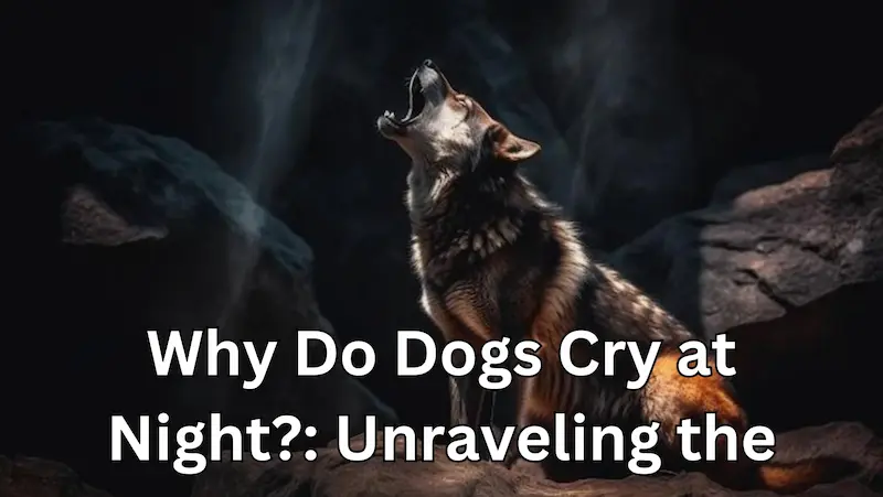 Why Do Dogs Cry at Night?